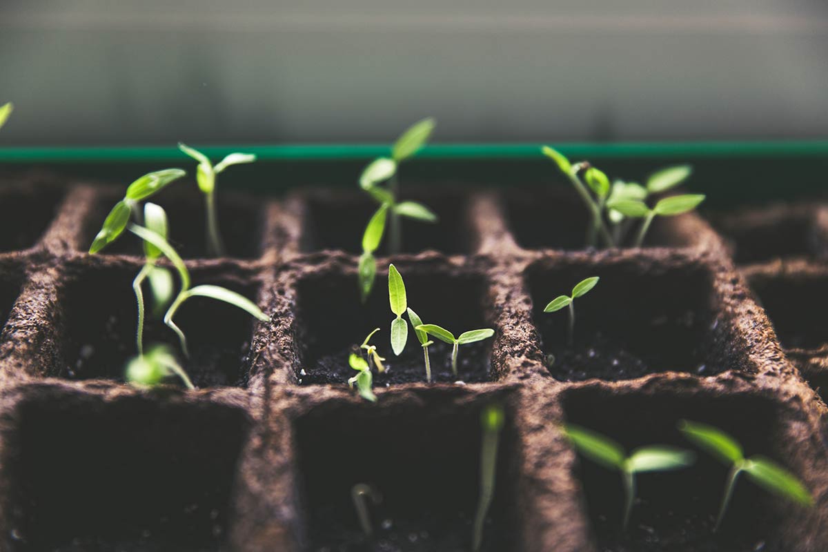 Seedlings. Photo: Markus Spiske / Unsplash